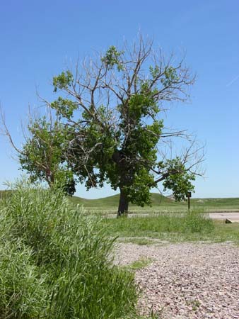 56_bnp_20050608